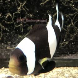 Black Saddleback Clownfish (Amphiprion polymnus)