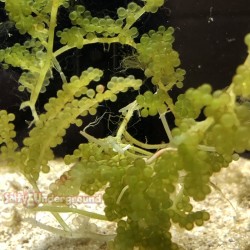 Live Grape Caulerpa Algae