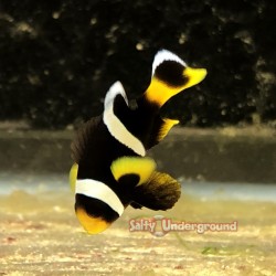 Sebae's Anemonefish...