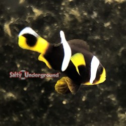 Sebae's Anemonefish (Amphiprion polymnus)