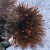 Red Bubble Tip Anemone