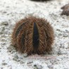 Tuxedo Urchin Red (Mespilia globulus)