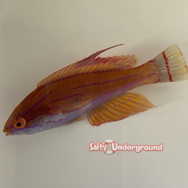 Salty Underground Carpenter Flasher Wrasse Africa Paracheilinus Carpenteri