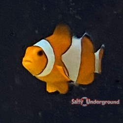 Orange Ocellaris Clownfish...