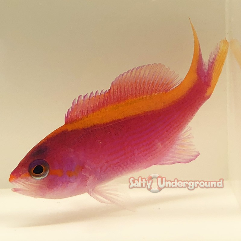 Princess Anthias (Pseudanthias smithvanizi)