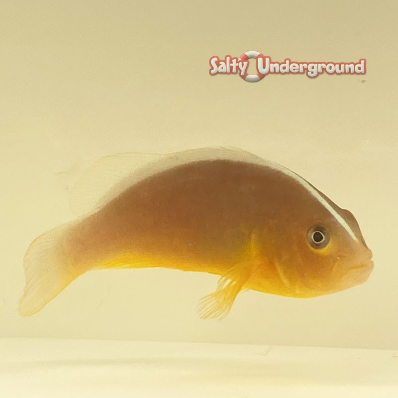 Orange Skunk Clownfish (Amphiprion sandaracinos) Captive bred