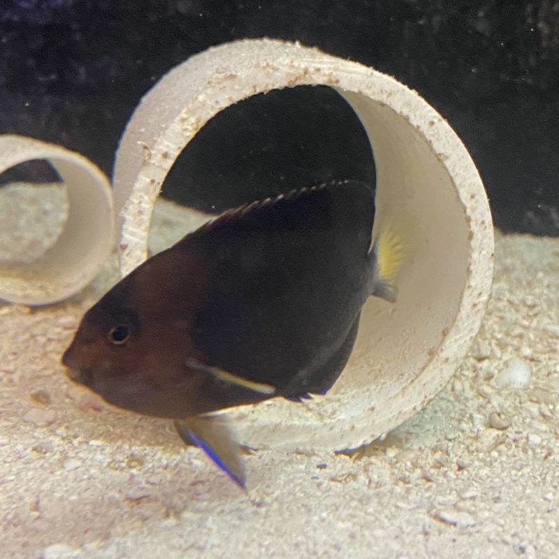 yellow_pygmy_angelfish