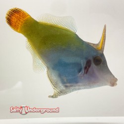 Redtail Filefish (Pervago...