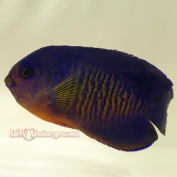 Coral beauty angelfish (Centropyge Bispinosa)