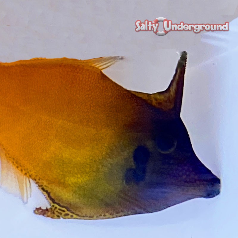 Flame Redtail Filefish (Pervago malanocephalus)