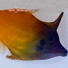 Flame Redtail Filefish (Pervago malanocephalus)