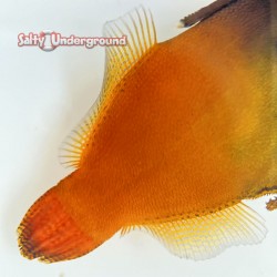 Flame Redtail Filefish (Pervago malanocephalus)