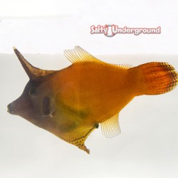 Flame Redtail Filefish (Pervago malanocephalus)