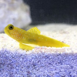 Yellow Watchman Goby (Cryptocentrus cinctus)