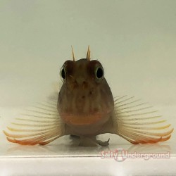 Redlip Blenny (Ophioblennius atlanticus)