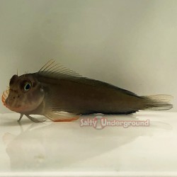 Redlip Blenny (Ophioblennius atlanticus)