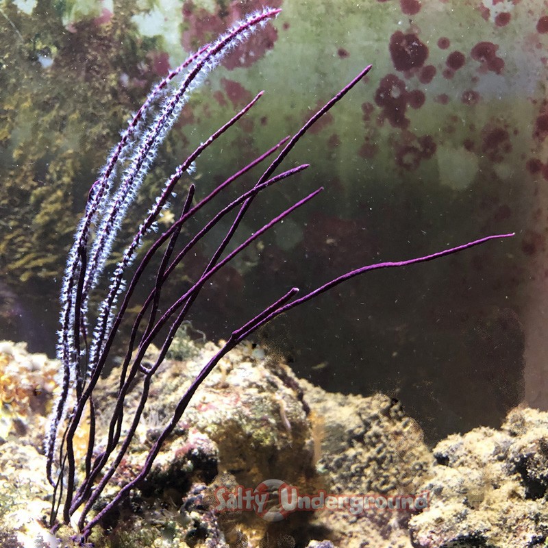 Tall Purple Whip Gorgonian (pterogorgia guadalupensis sp.)