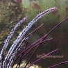 Tall Purple Whip Gorgonian (pterogorgia guadalupensis sp.)