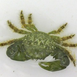 Algae Eating Emerald Crab (Mithrax sculptus)