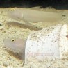 White Sleeper Goby (Valenciennea sexguttata)