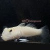 White Sleeper Goby (Valenciennea sexguttata)