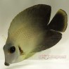 Mimic Half Black Tang (Acanthurus chronixis)