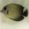 Mimic Half Black Tang (Acanthurus chronixis)