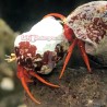 Scarlet Reef Hermit Crab (Paguristes cadenati)