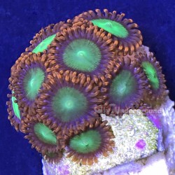 Goblin Fire Zoanthid 9 - 11 Polyps