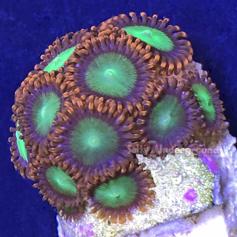 Goblin Fire Zoanthid 9 - 11 Polyps