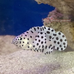 Panther Grouper -...