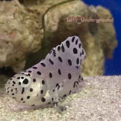 Panther Grouper -  (Cromileptes altivelis)