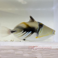 Picasso Triggerfish...