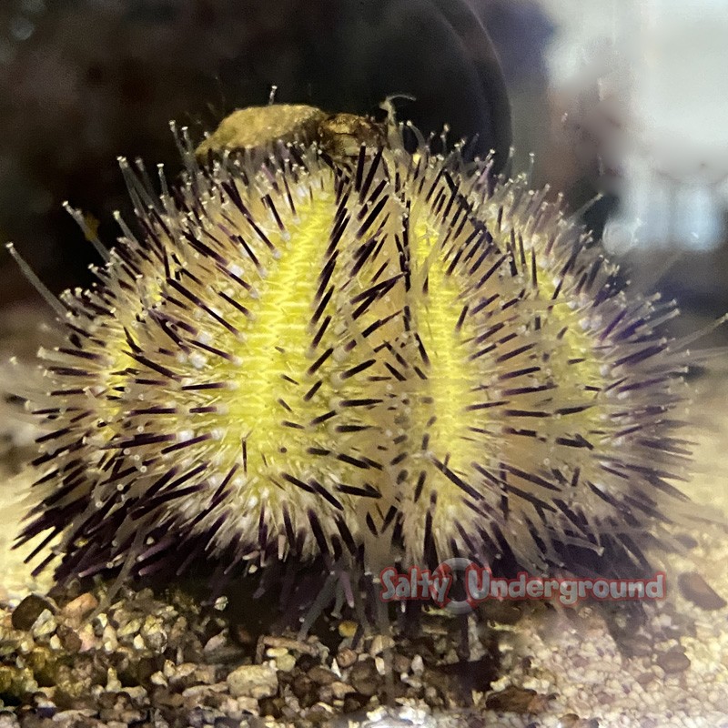 Purple Pin Urchin (Pseudoboletia sp.)