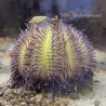 Purple Pin Urchin (Pseudoboletia sp.)