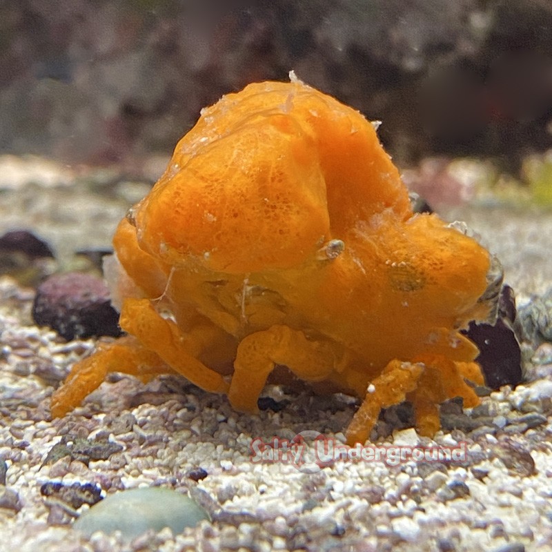 Sponge Crab (Sphaerodromia sp.)