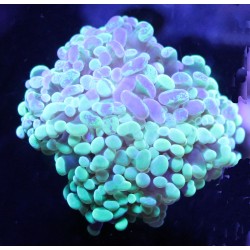 Aquacultured Hammer Coral