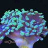 Hammer Coral Single Head  Aquacultured