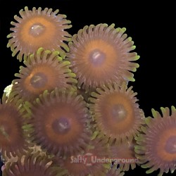 Eagle Eye Zoanthid 8 - 10...