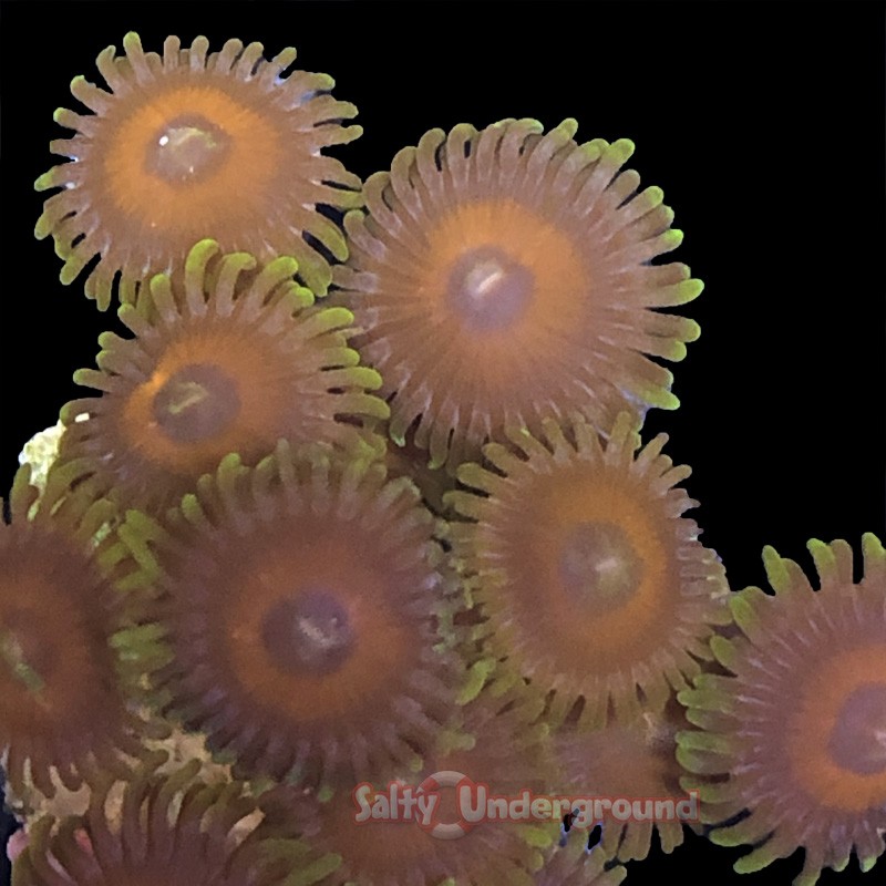 Eagle Eye Zoanthid 8 - 10 Polyps