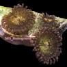 Fairy Dust Zoanthid 20-30 Polyps