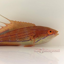 Filament Flasher Wrasse