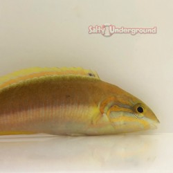 Green Moon Wrasse (Thalassoma lutescens) Juvenile