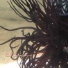 Purple Tube Anemone Large