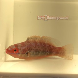 Temmick's Fairy Wrasse (Cirrhilabrus temmincki)