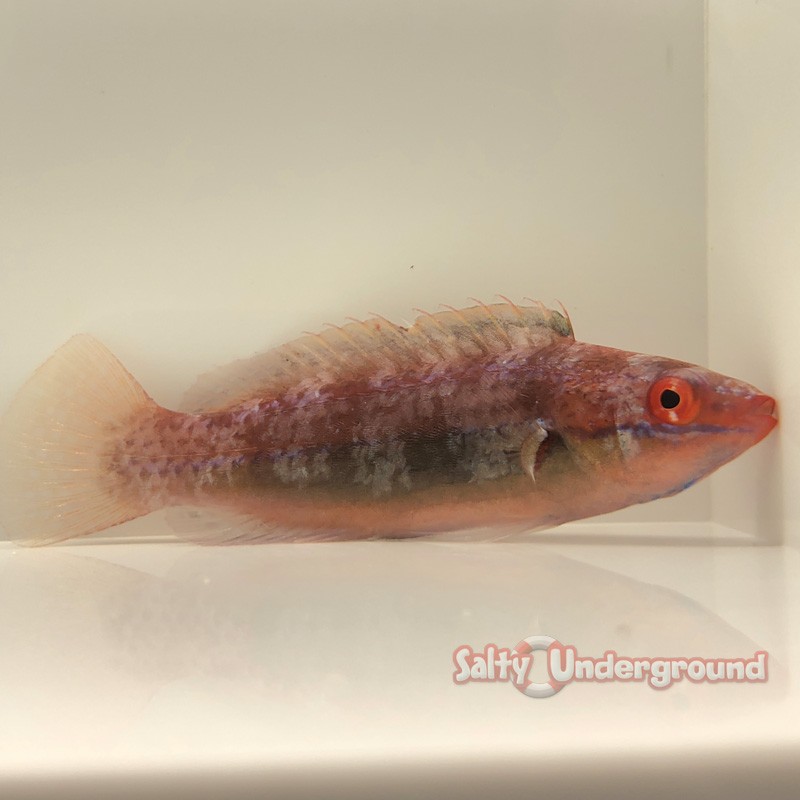 Temmick's Fairy Wrasse