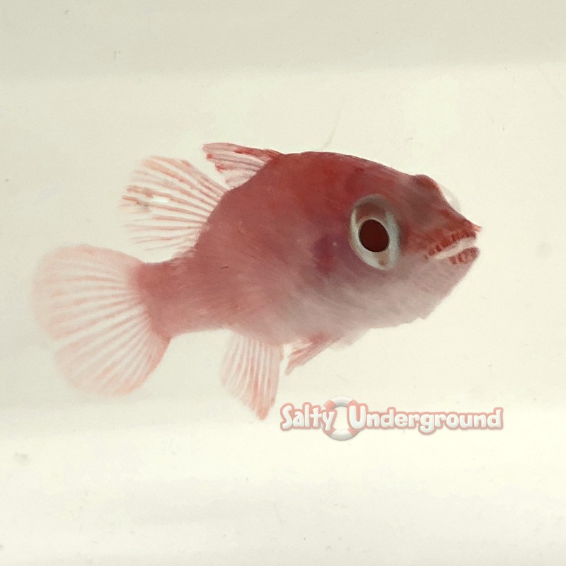 Flame Cardinalfish (Apogonichthys hyalinus) - Large