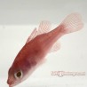 Flame Cardinalfish (Apogonichthys hyalinus) - Large