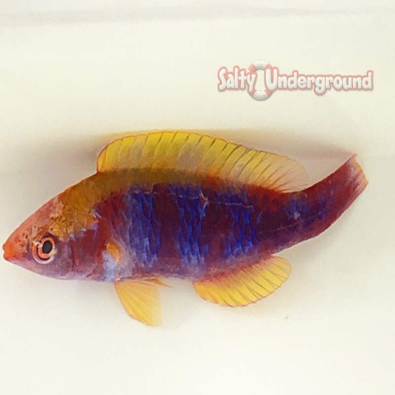 Multicolor Lubbock's Fairy Wrasse