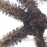 Brittle Starfish (Ophiocoma sp.)